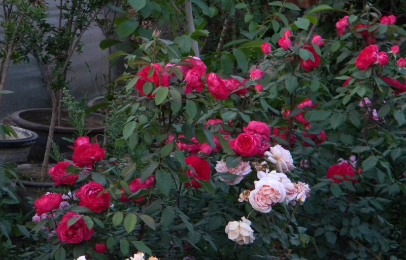 DSCN2592.jpg