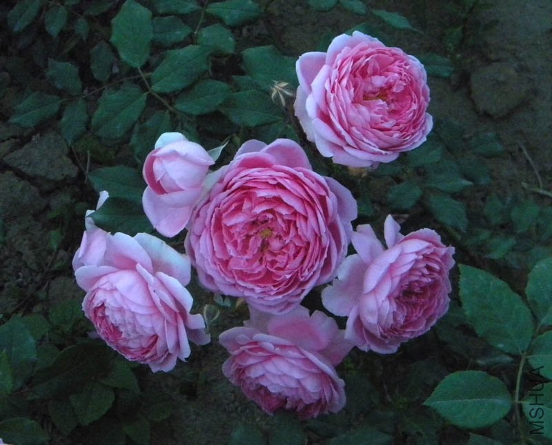 DSCN2312.jpg