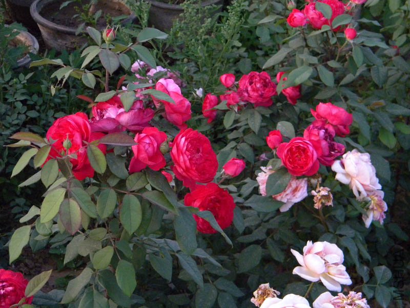 DSCN2565.jpg