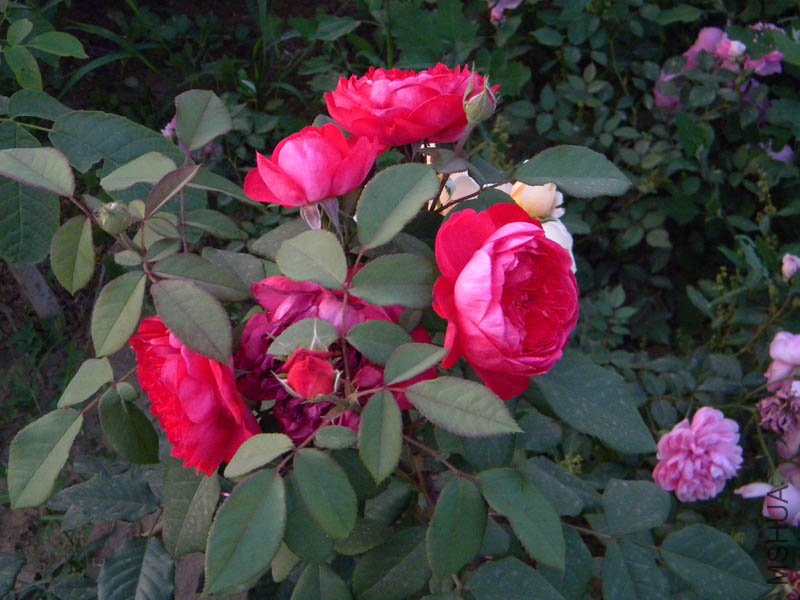 DSCN2567.jpg