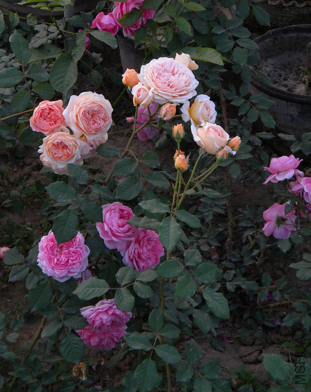 DSCN2564.jpg