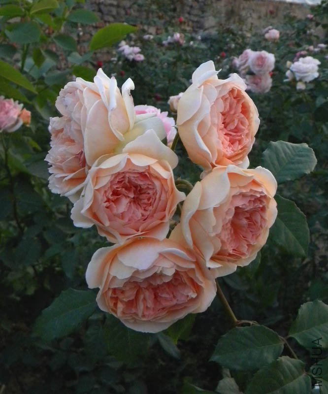 DSCN2572.jpg