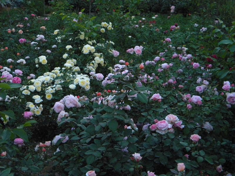 DSCN2603.jpg