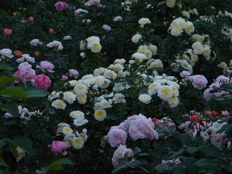 DSCN2602.jpg