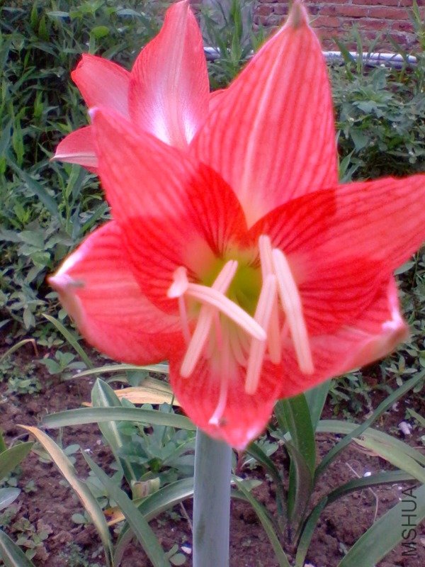 2011-06-05 07.39.a.jpg