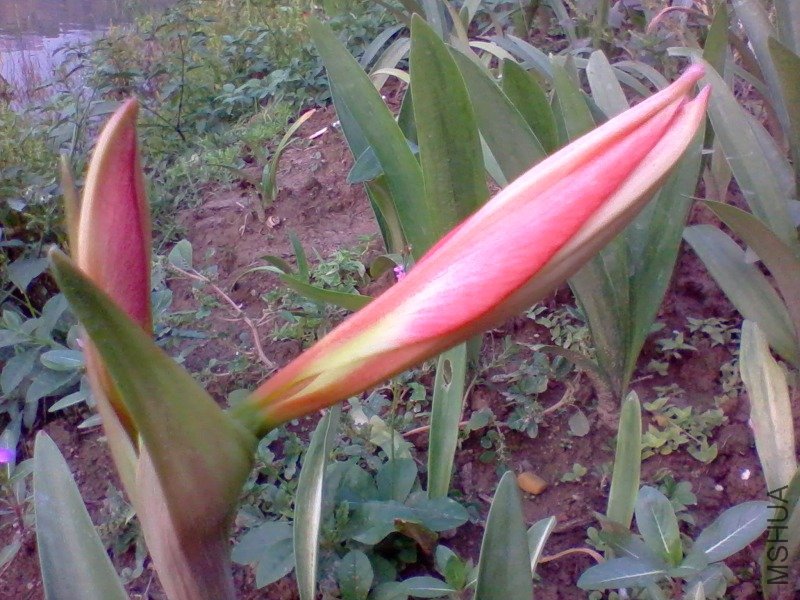 2011-06-03 18.22.b.jpg