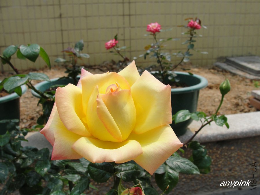 DSC06568-1.jpg