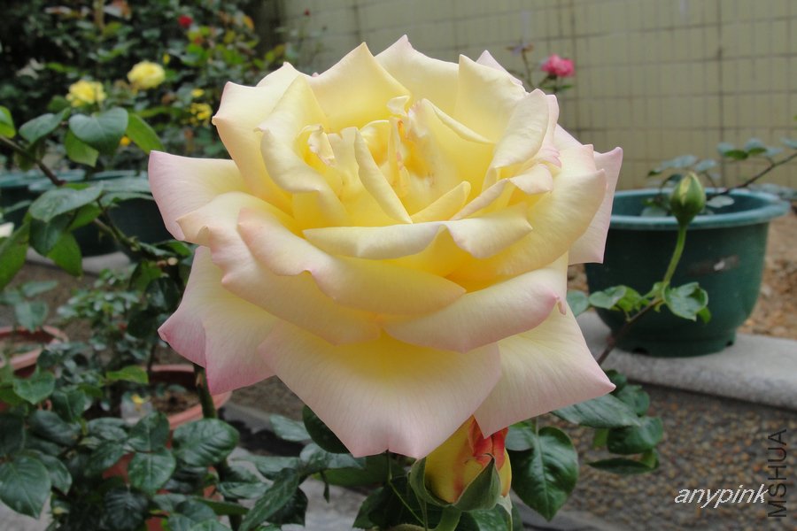 DSC06632-1.jpg