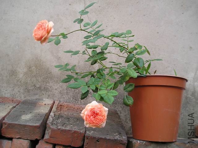 �ƽ����02.JPG