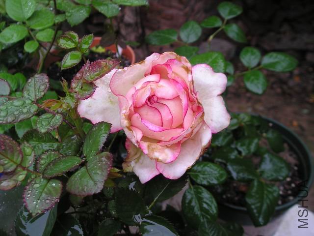 01.JPG