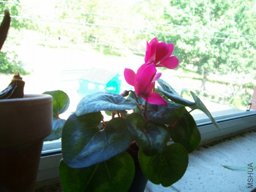 plants 014.JPG