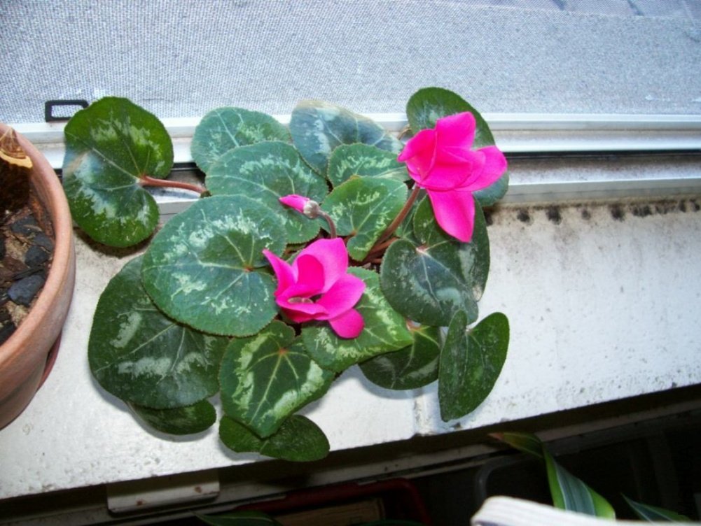 plants 021.JPG