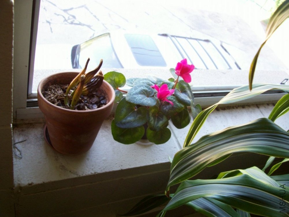 plants 012.JPG
