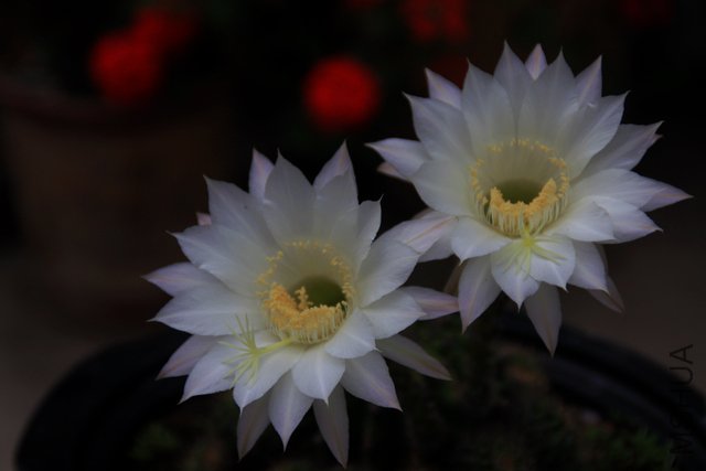 2011.06.02.������Ļ� 030.jpg