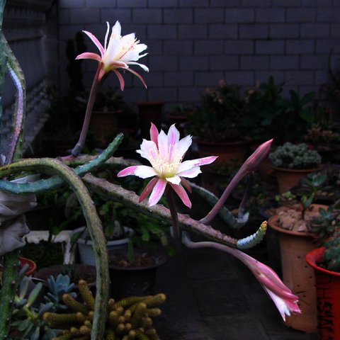 2011.06.03.ī��ѩ 009.jpg