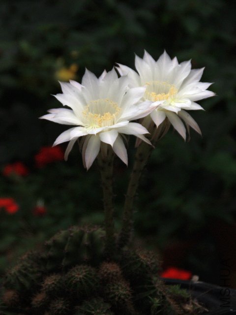 2011.06.02.������Ļ� 001.jpg