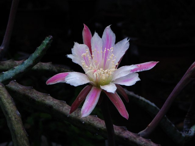 2011.06.03.ī��ѩ 005.jpg