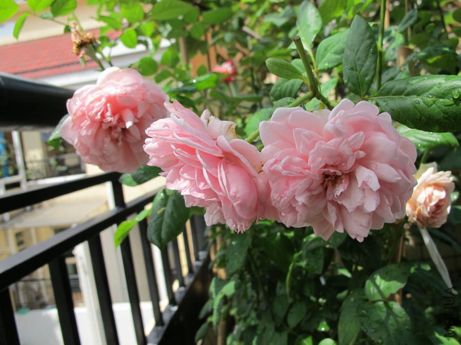 Erin rose����6.jpg