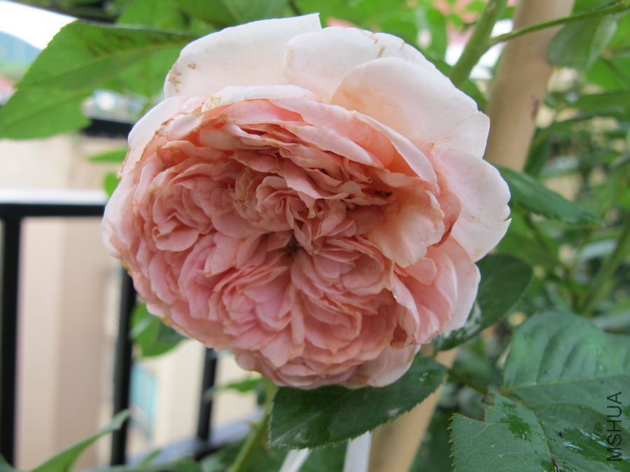 Erin rose����7.jpg