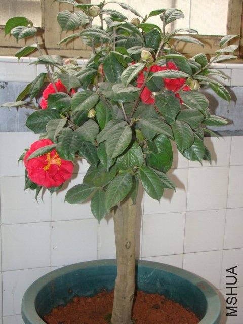 DSC03216.JPG
