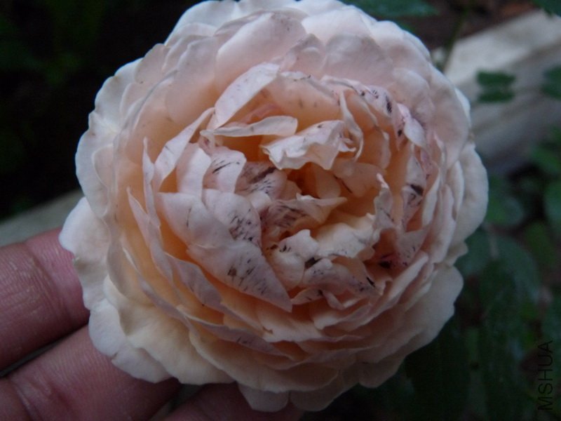 P1150925.jpg
