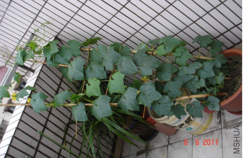 ˿��20110606 2.JPG