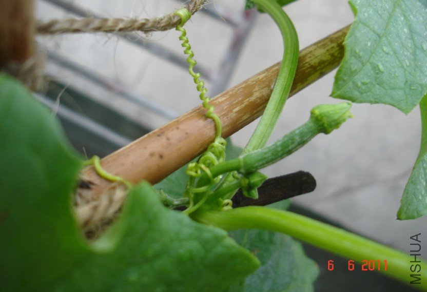 ˿��20110606 3.JPG