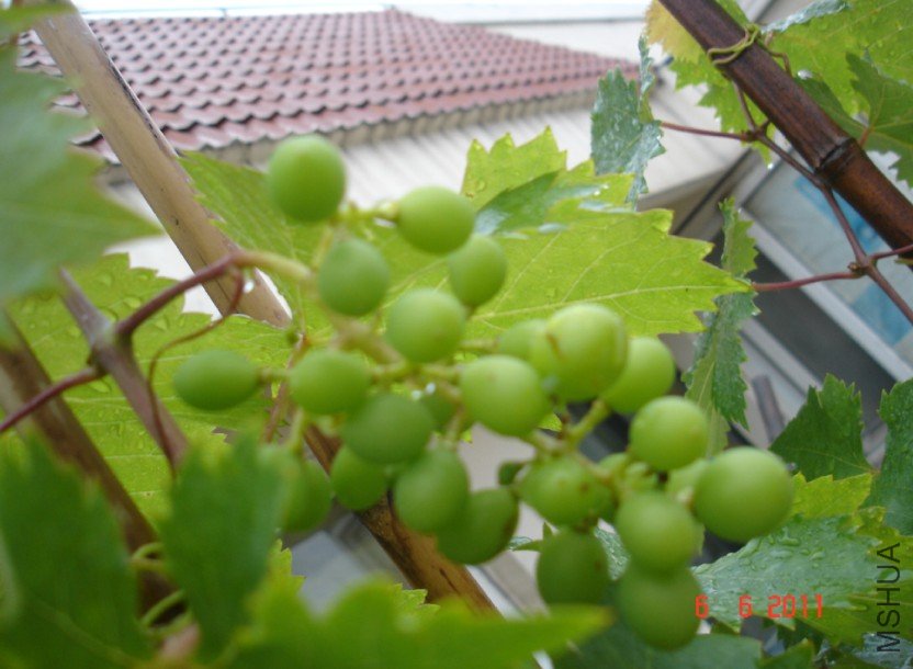 ����201100606 2.JPG