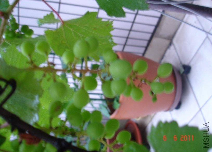 ����201100606 3.JPG