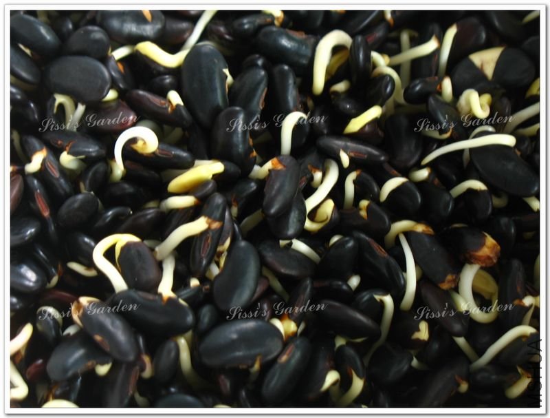 110606 �ڶ� 1.jpg