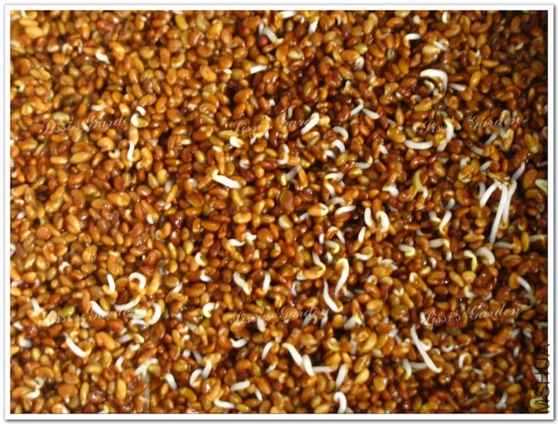 110606 ��ޣ 1.jpg