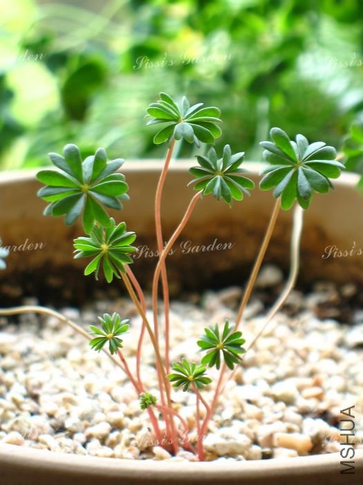 Oxalis enneaphylla Rosea 1.jpg