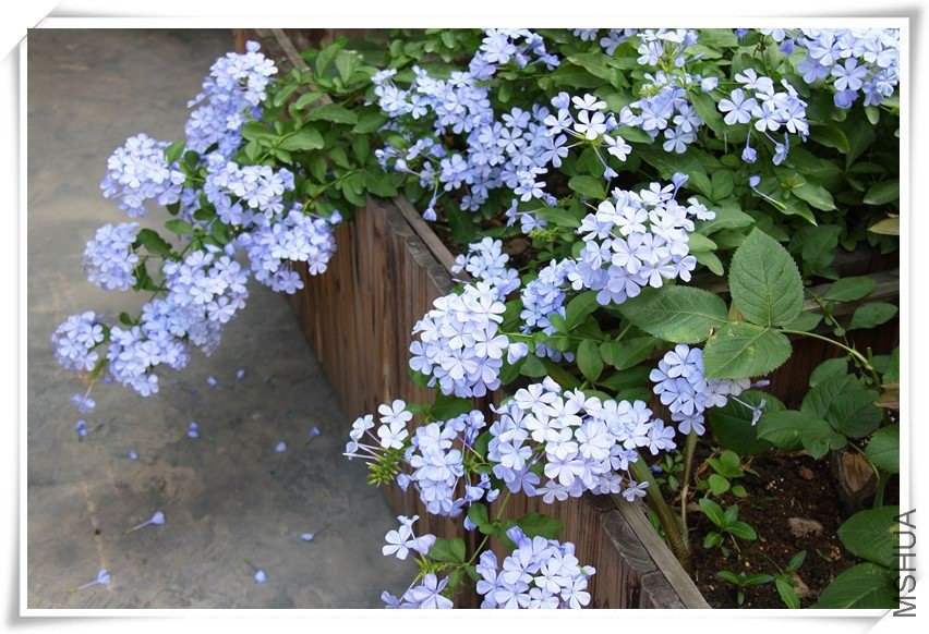 ʢ���ڵ���