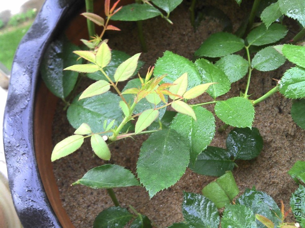 2011-06-08_06-44-59_931.jpg