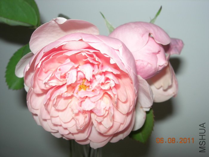 DSCN4047.jpg