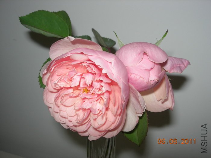 DSCN4048.jpg