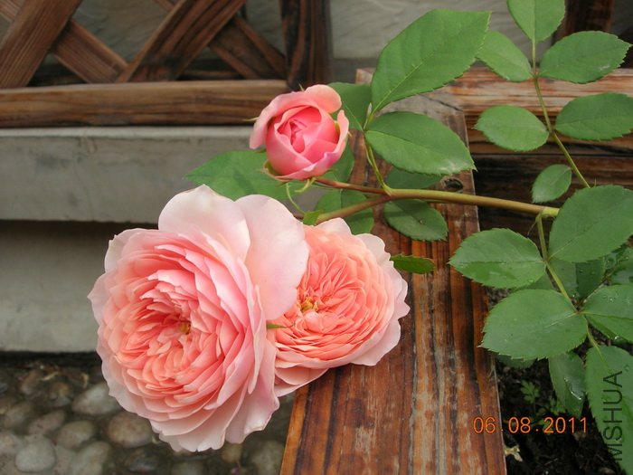 DSCN4050.jpg