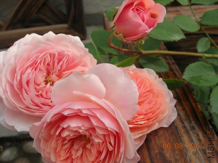DSCN4052.jpg