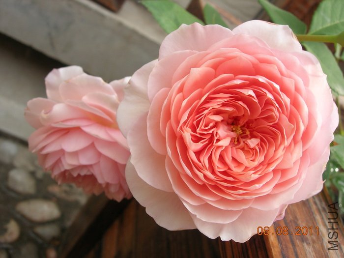 DSCN4051.jpg