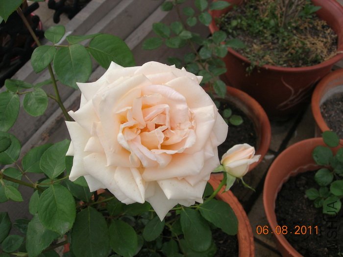 DSCN4057.jpg