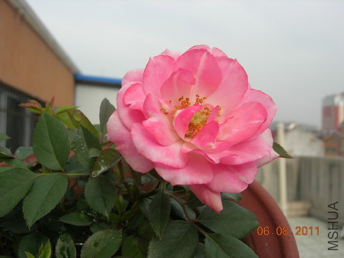 DSCN4053.jpg