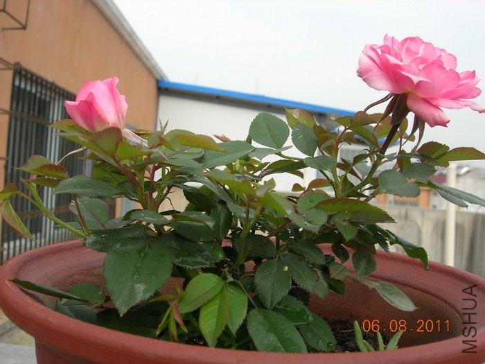 DSCN4054.jpg