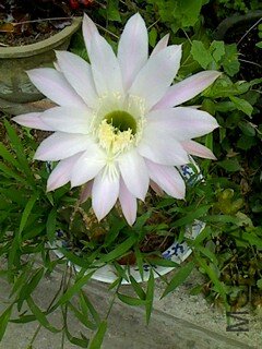 IMG0603090200.jpg