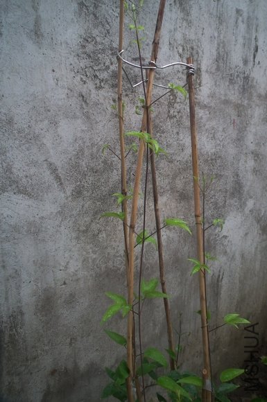 DSCF1303.jpg