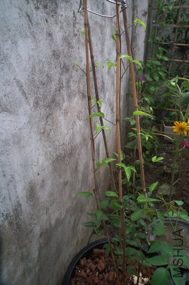 DSCF1304.jpg
