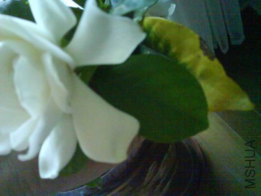 ������С DSC01330.JPG