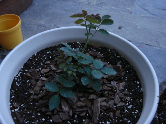 DSC02481.JPG