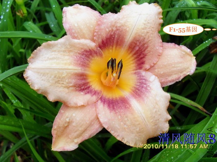 F1-55���� (1).jpg