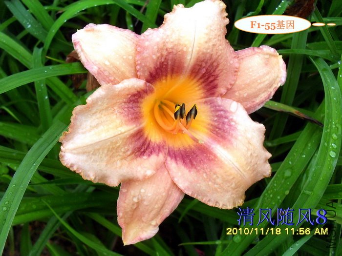 F1-55���� (2).jpg