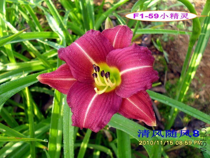 F1-59С���� (2).jpg